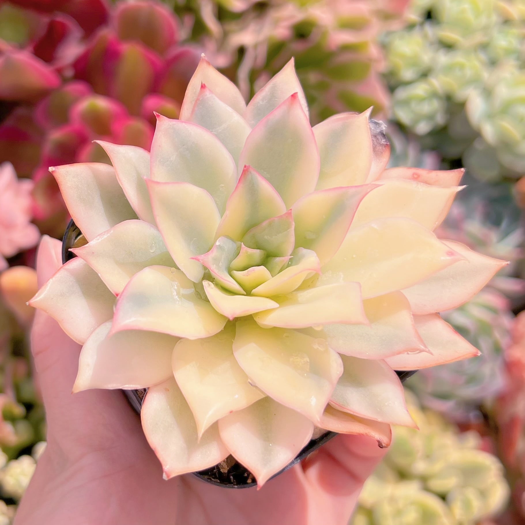 現品　月光女神錦#D18　るる農園