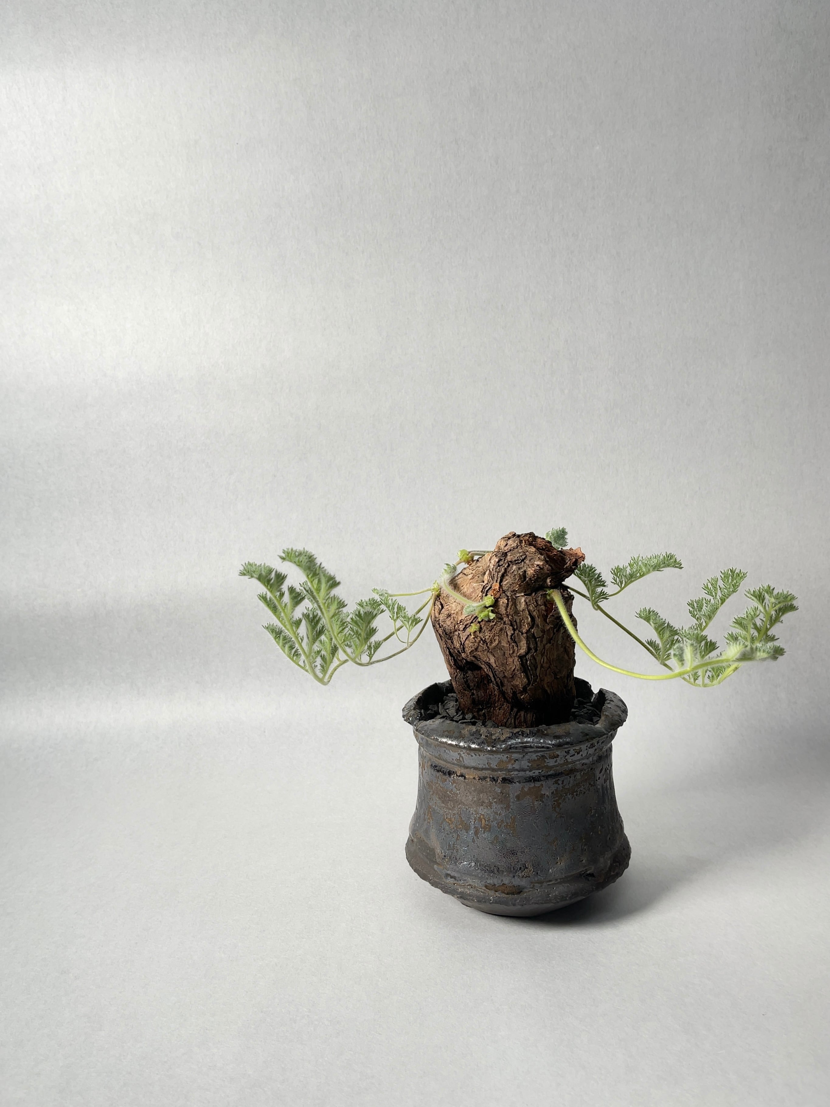 ペラルゴニウム・トリステ | trigger