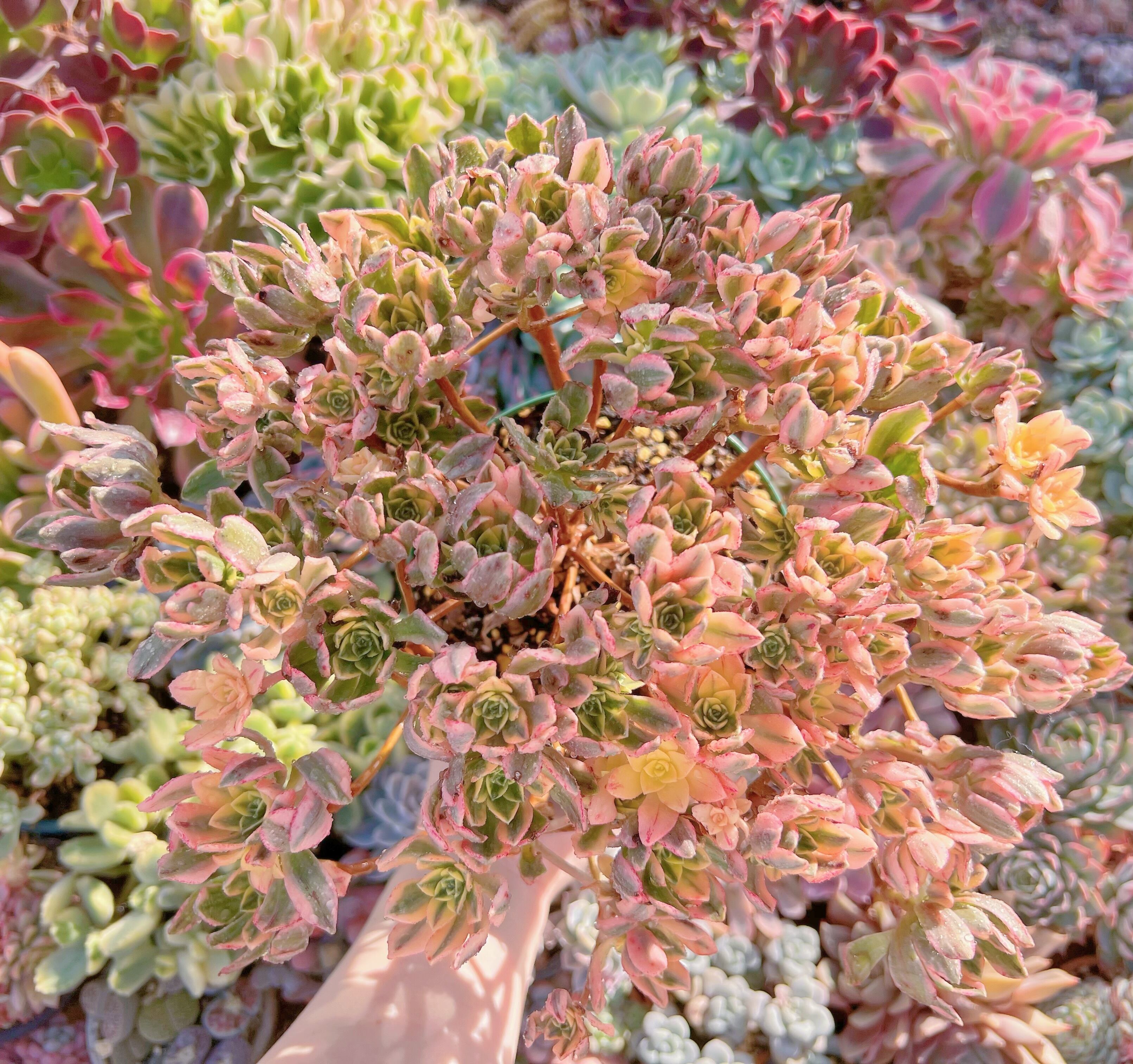 現物　sweet tea#646   特大群生30cm　るる農園