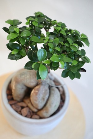【M】ガジュマル/Ficus microcarpa