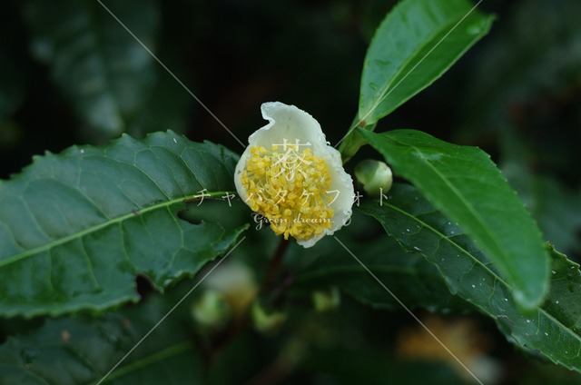 010 茶の花