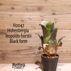 【送料無料】 Hohenbergia leopoldo-horstii (Black form) 〔ホヘンベルギア〕現品発送H0047