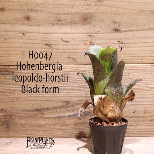 【送料無料】 Hohenbergia leopoldo-horstii (Black form) 〔ホヘンベルギア〕現品発送H0047