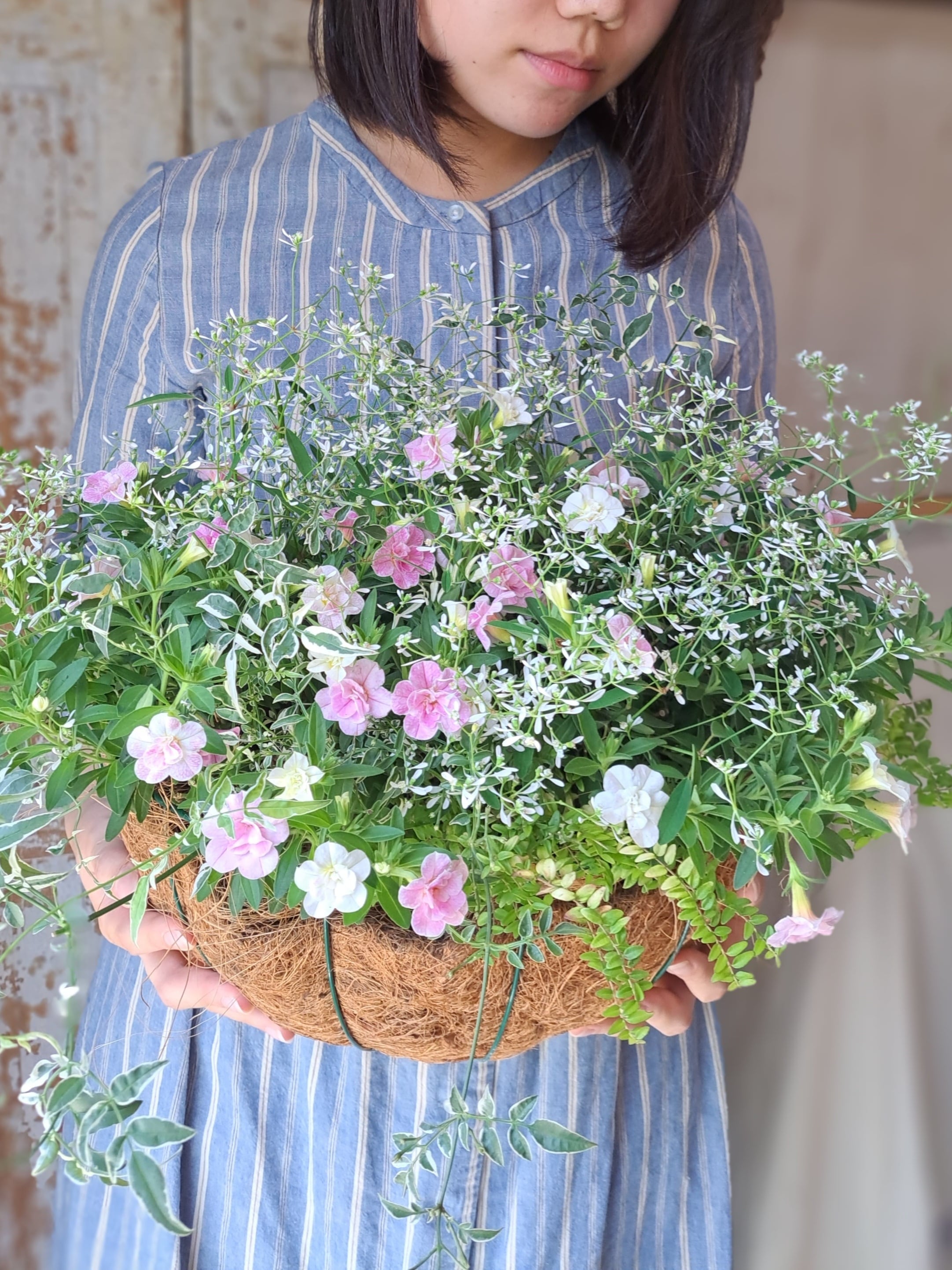 カリブラコアとユーフォルビアダイヤモンドフロストのふんわり