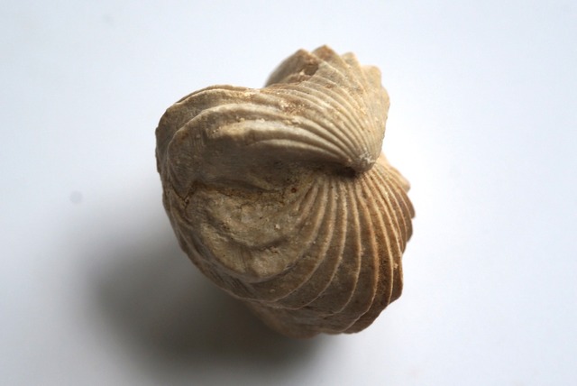 Burmirhynchia Decorata 化石 11