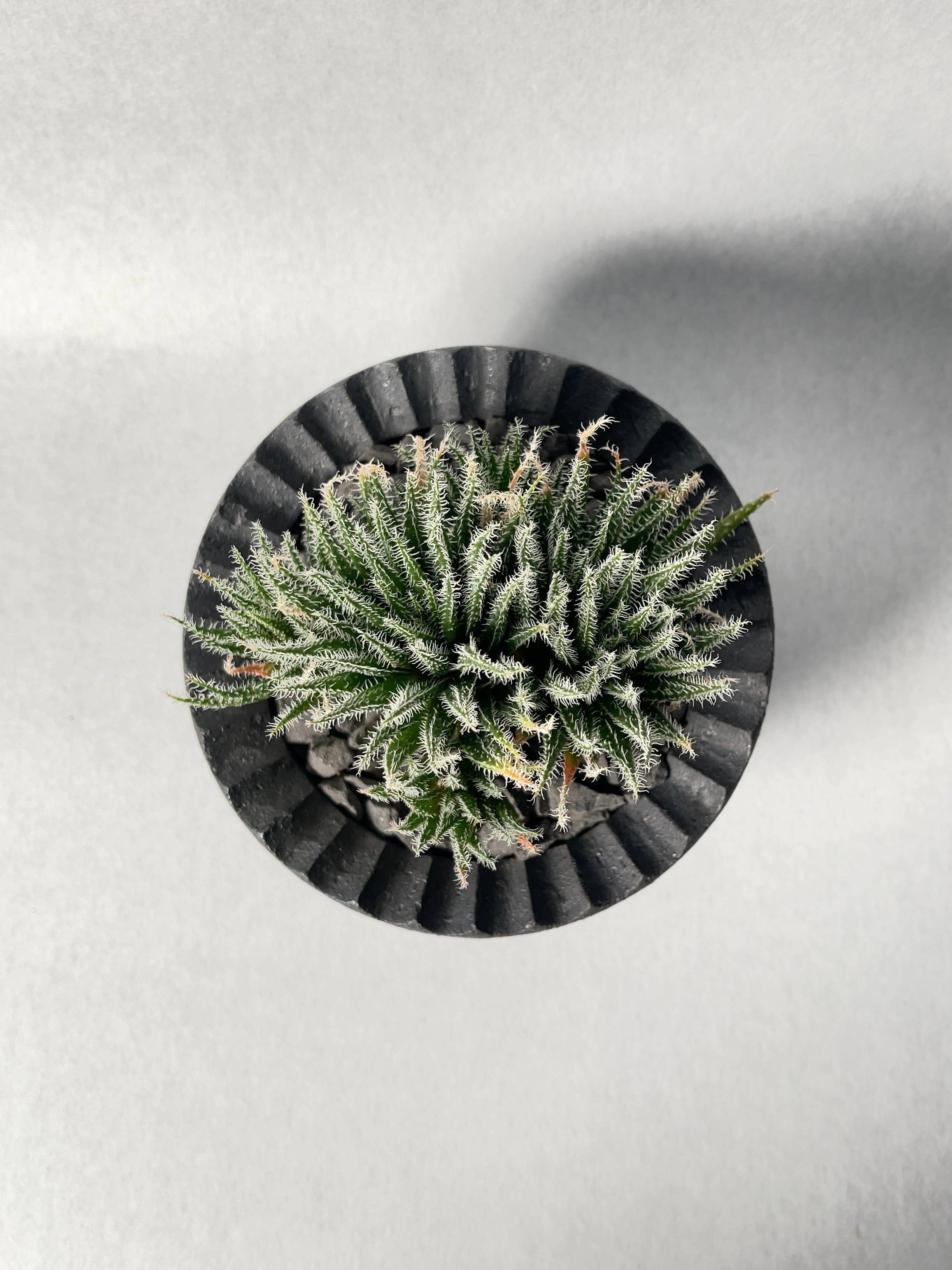 98517813c68b0cb80b75bb86771949