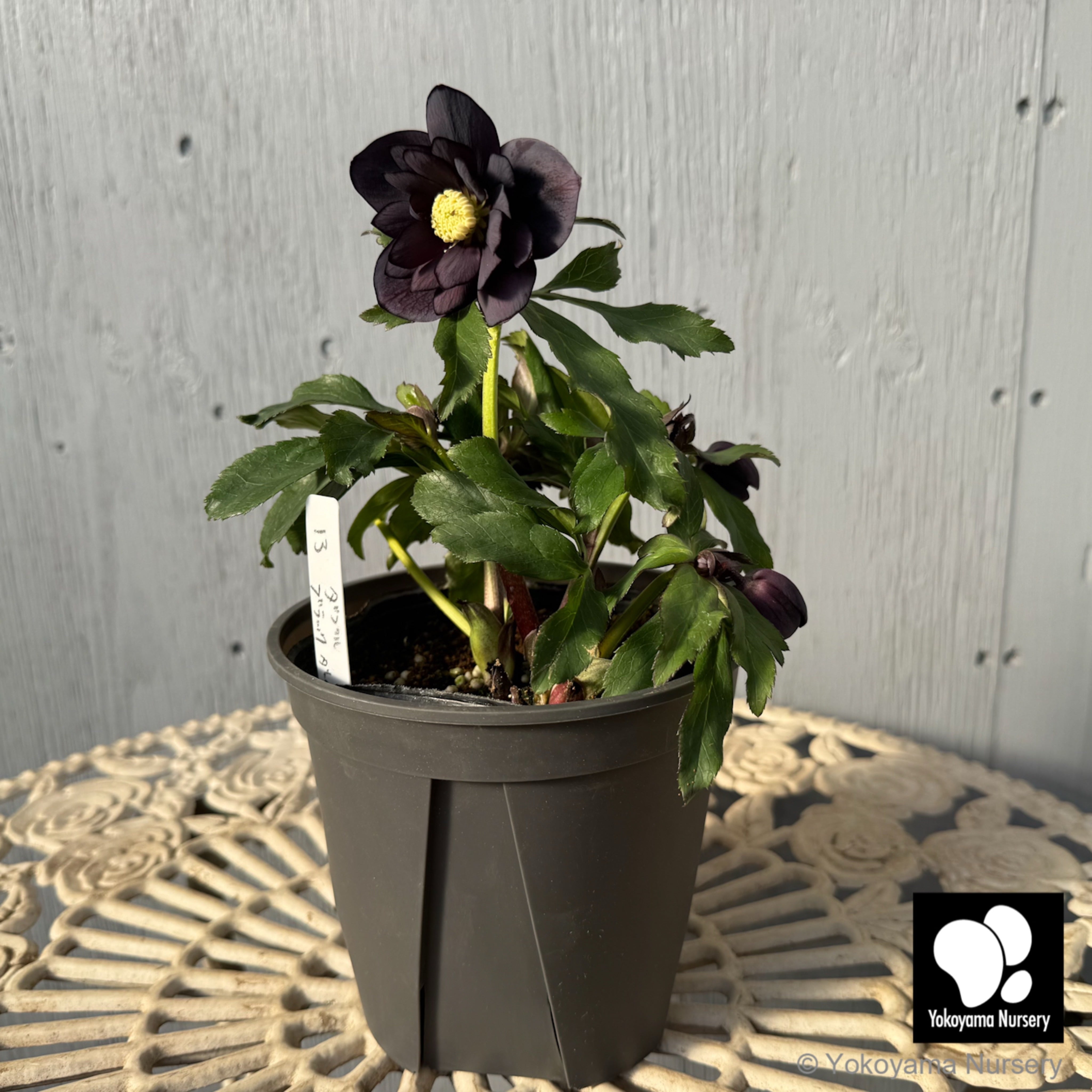 おこめ様ご依頼品　クリスマスローズ　開花株　横山園芸　2苗　現品　匿名発送 抽選販売】［2］ クリスマスローズ プリマドレス ホワイトピンク バイ