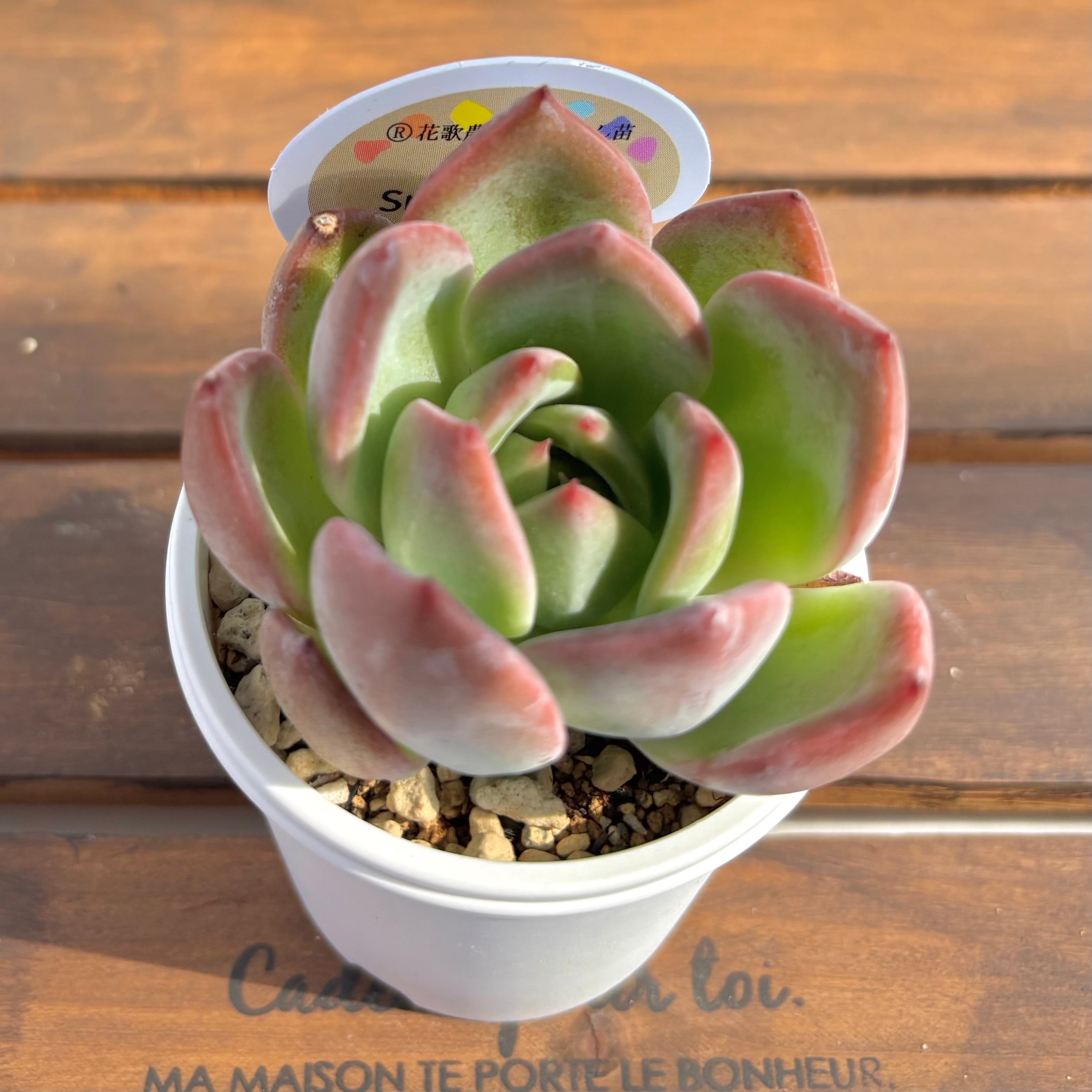 アモントイ ®️花歌農場パクさん苗 | ようせいのしっぽ