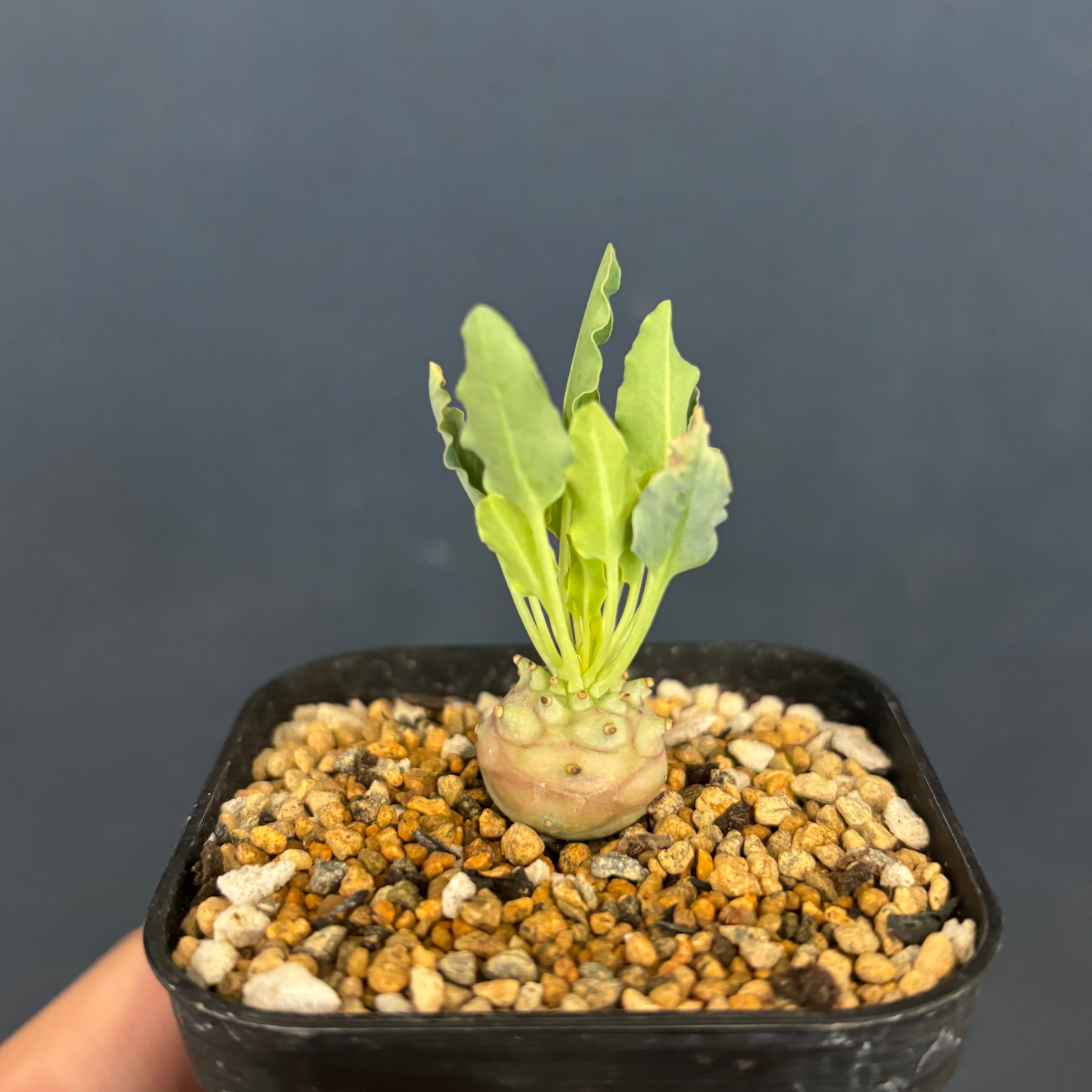 ユーフォルビア グロブリカウリス【20】