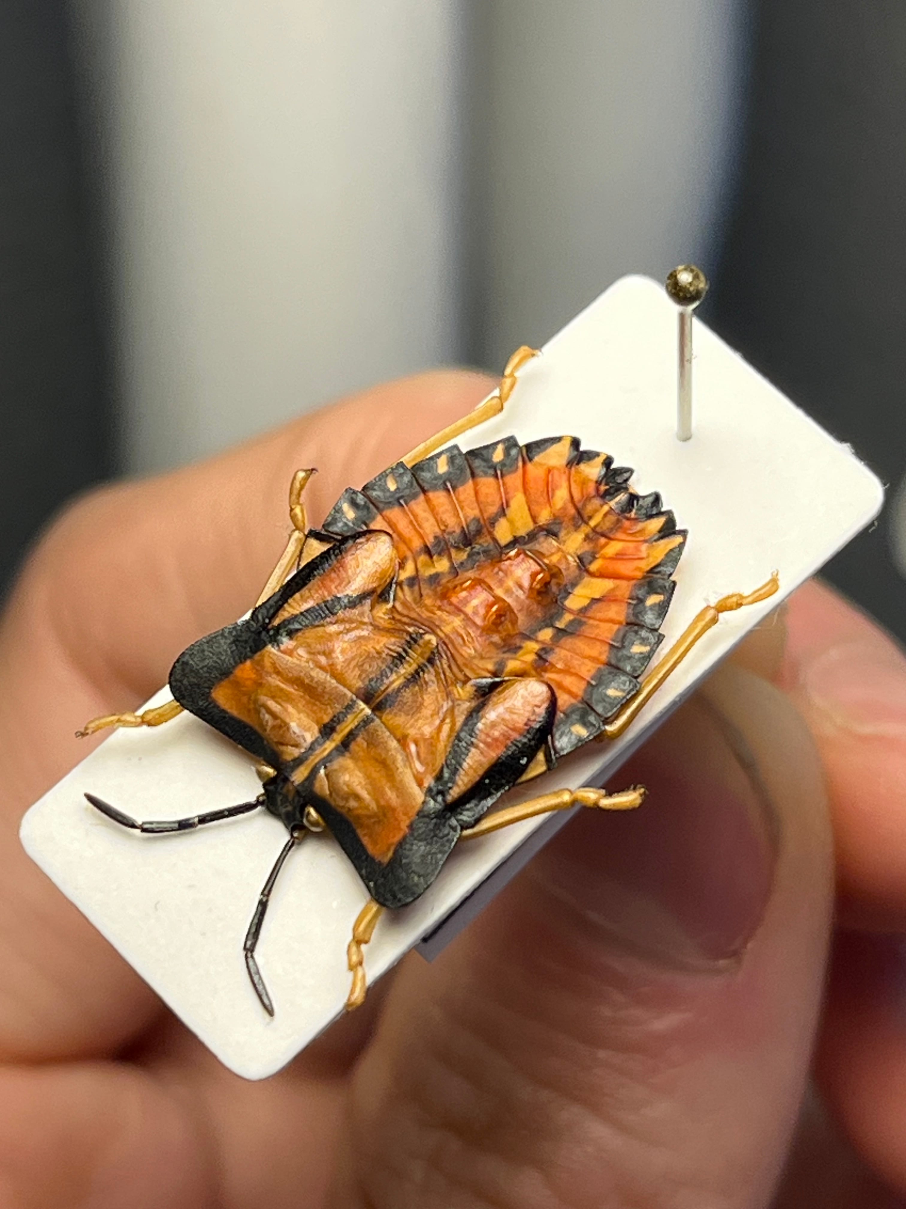 極美展足】オウサマヘリカメムシに酷似のカメムシ サシガメ甲虫昆虫