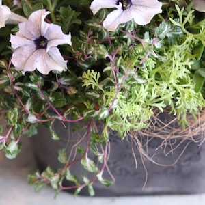 モンディマンシェ 寄せ植え　ペチュニアシーウェーブMIX寄せ植え｜届いてすぐ飾れる完成品｜玄関インテリア｜母の日・新築・開店祝いギフト