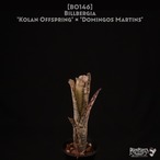 【reserved】Billbergia 'Kolan Offspring' × 'Domingos Martins' 〔ビルベルギア〕現品発送B0146