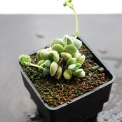 抜き苗 セリセア ベルチナ Crassula sericea var.velutina