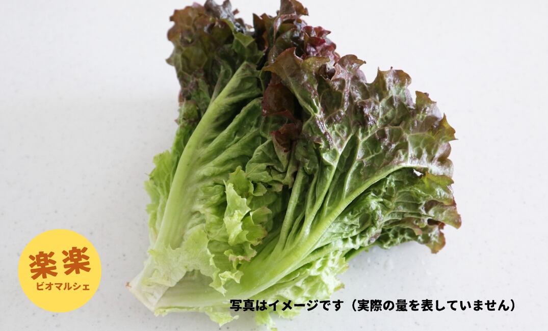 サニーレタス