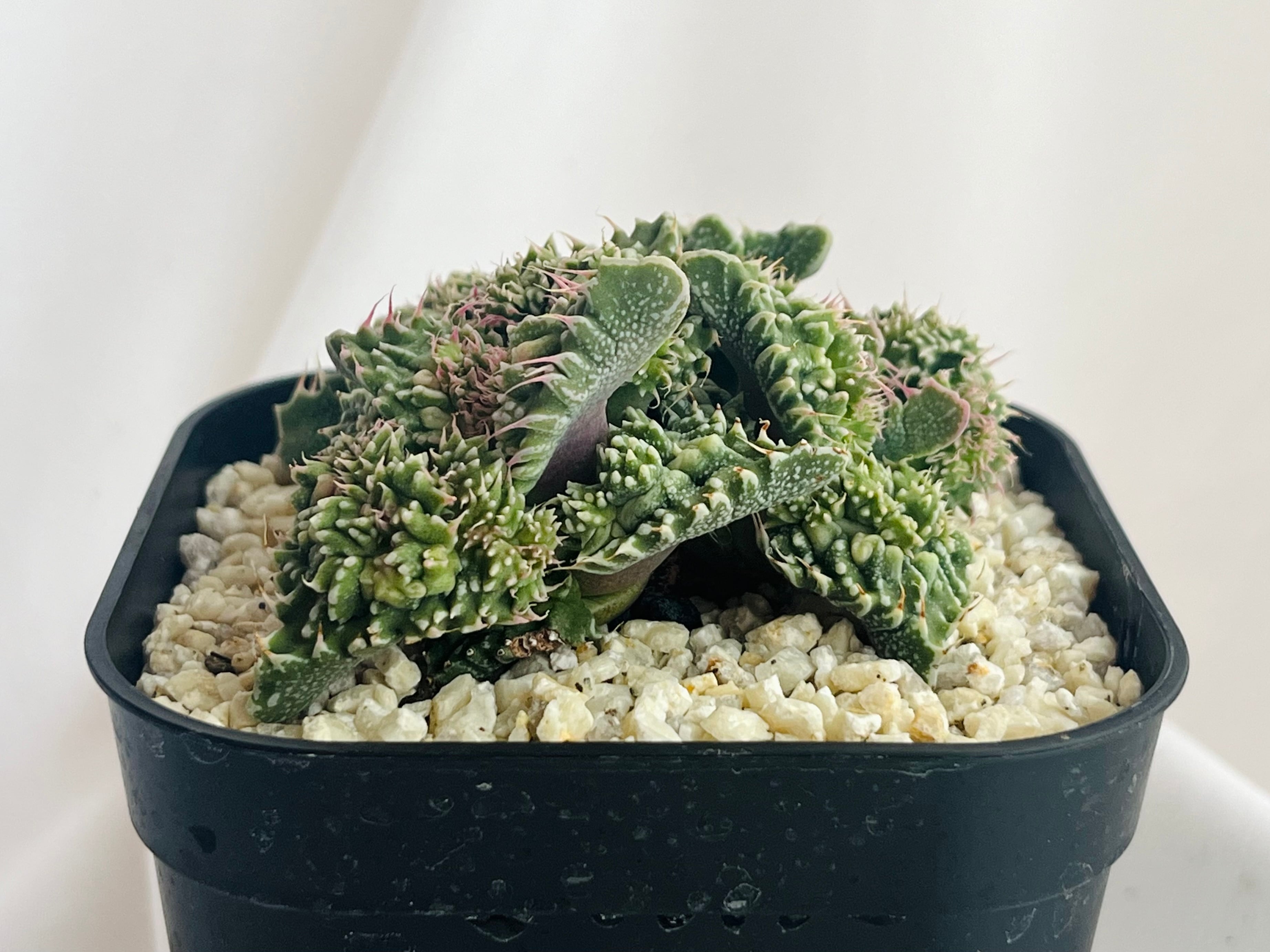 Faucaria 'Dotou' 怒涛 多肉植物 | plants MARU ーサボテン・多肉植物