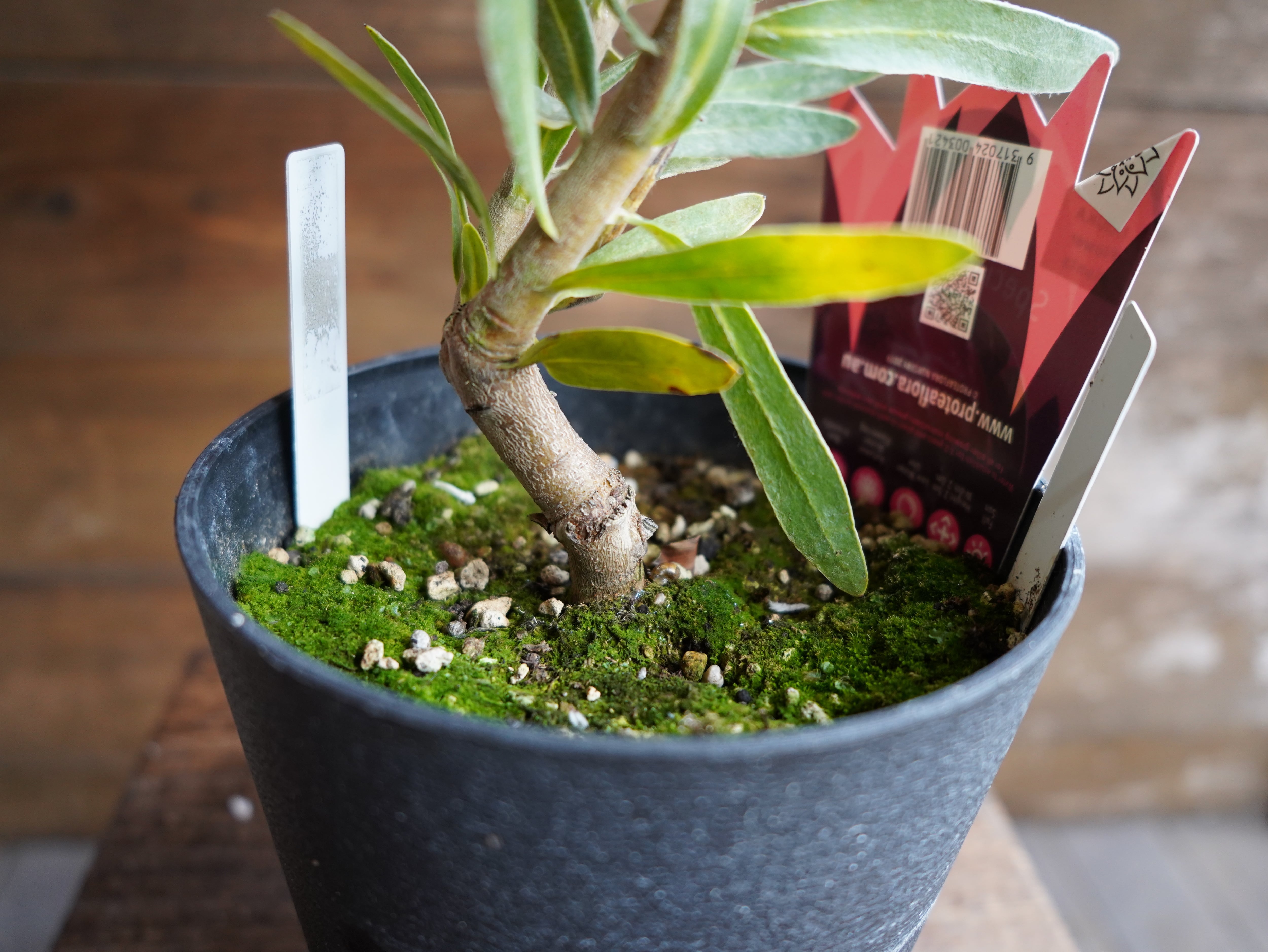 【現物】プロテア　”スペシャルピンクアイス”　A