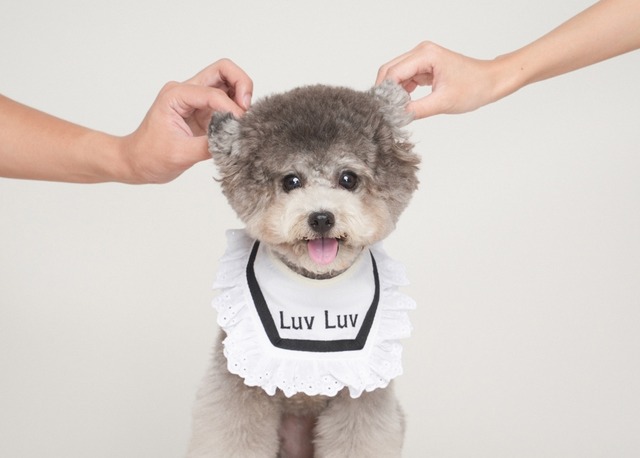 予約【curum】セーラーラブリーケープ  予約販売