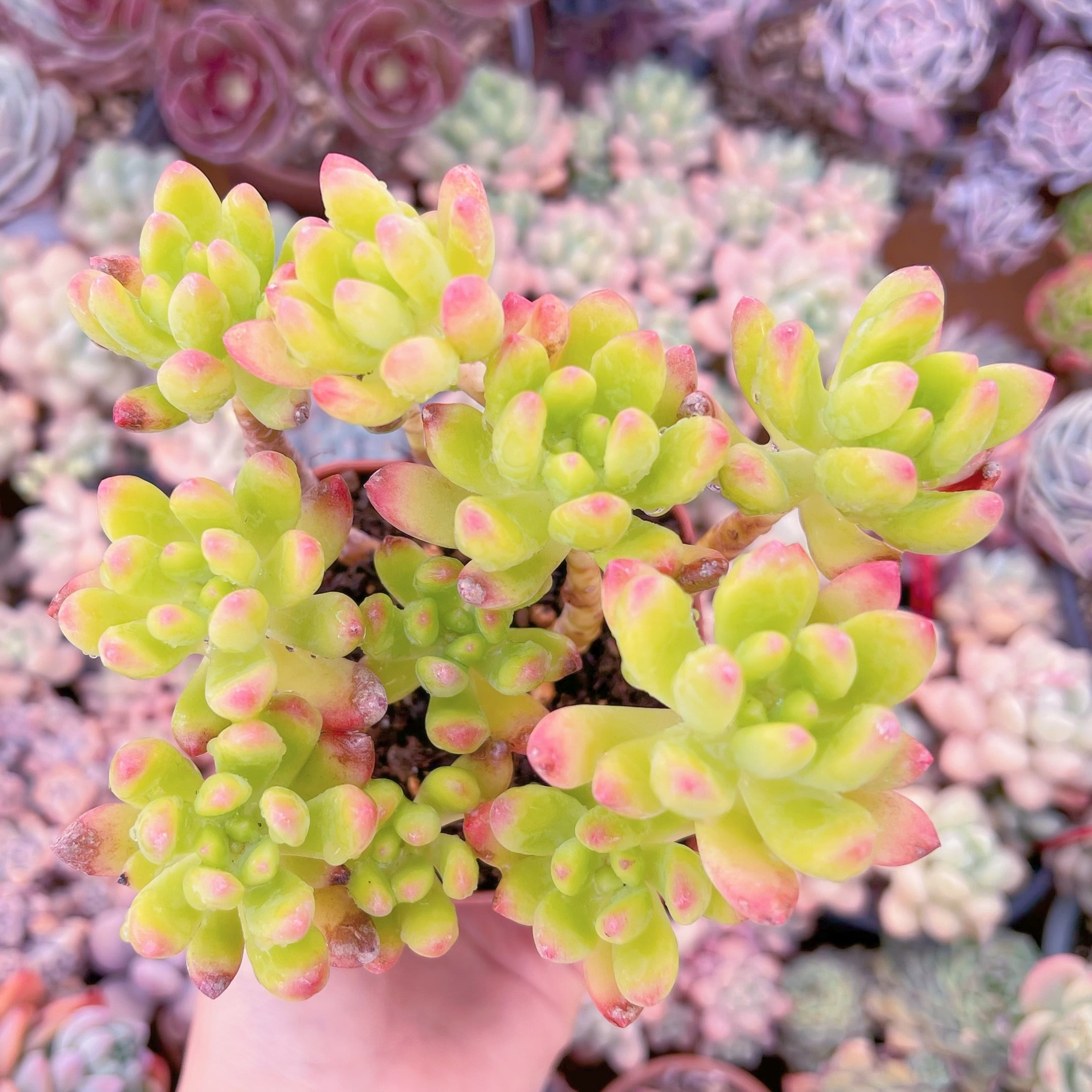 現物　春萌#685　古株　るる農園