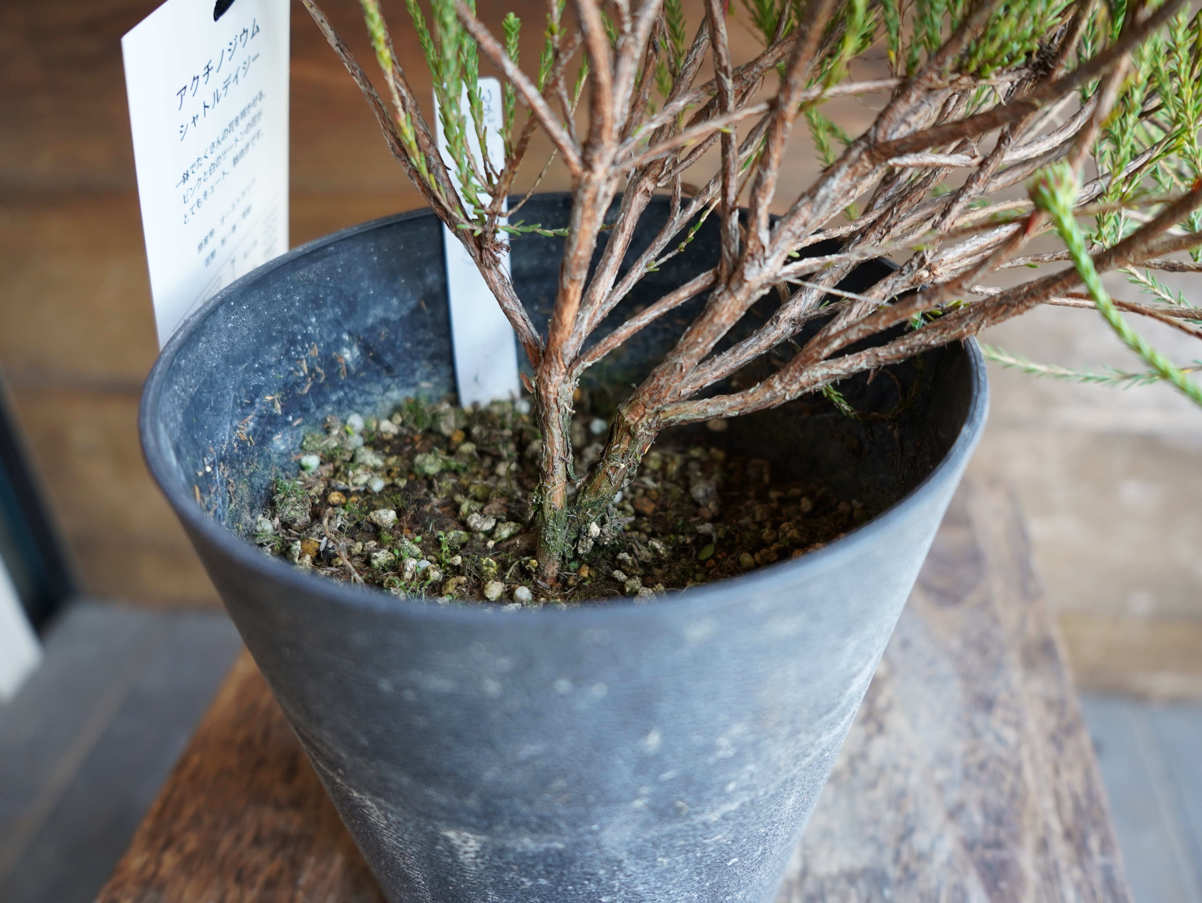 【現物】アクチノジウム　”シャトルデイジー”　B