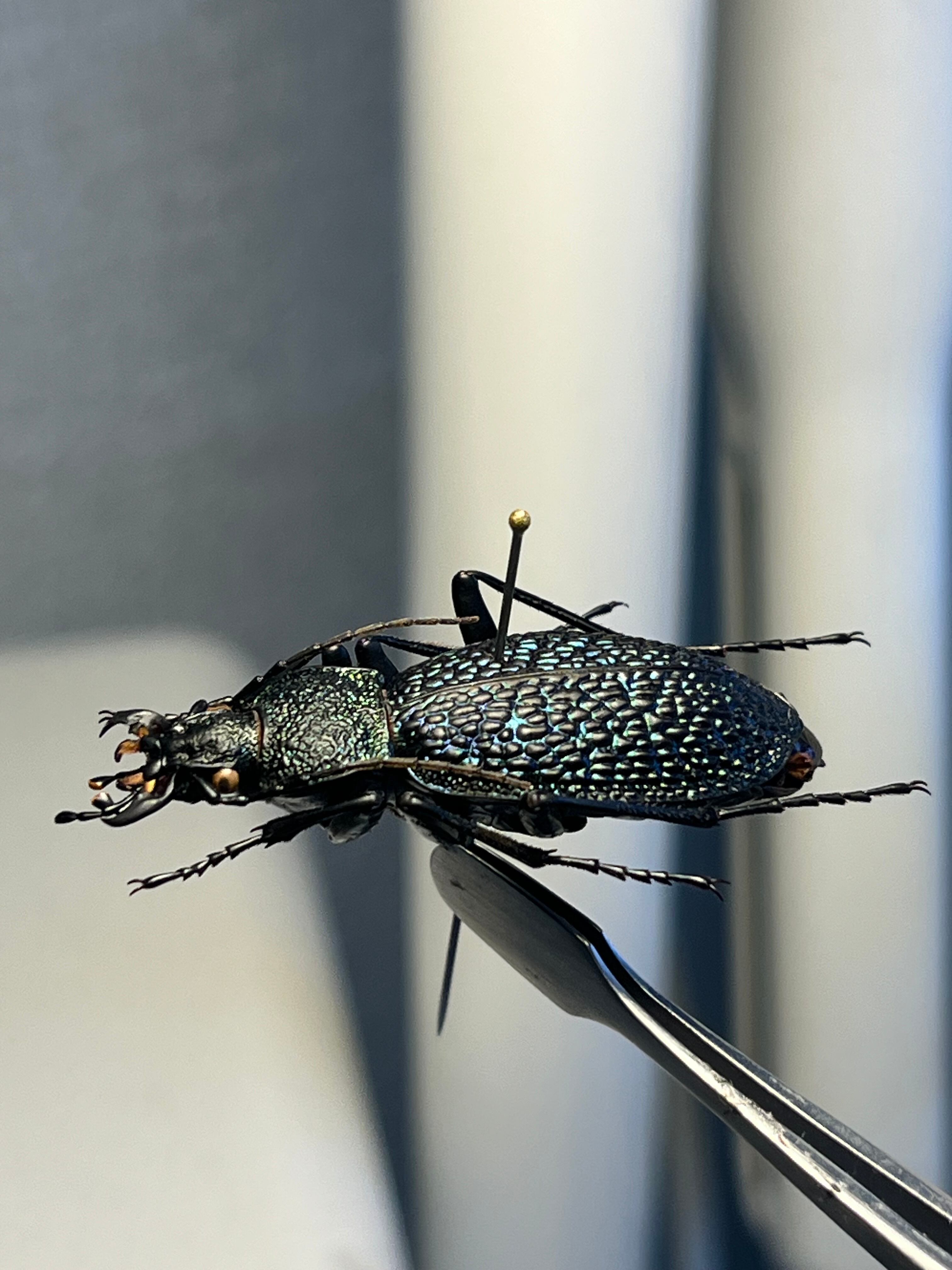 37mm】ボンヴロワキンオサムシ トルコ産 標本 イボハダオサムシ 青緑