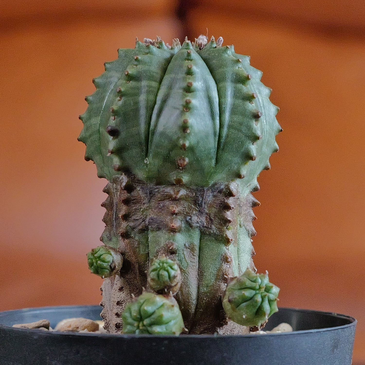 10,000円以下 オベサ | LIGHTHOUSE.PLANTS - 海外実生株のオベサなど