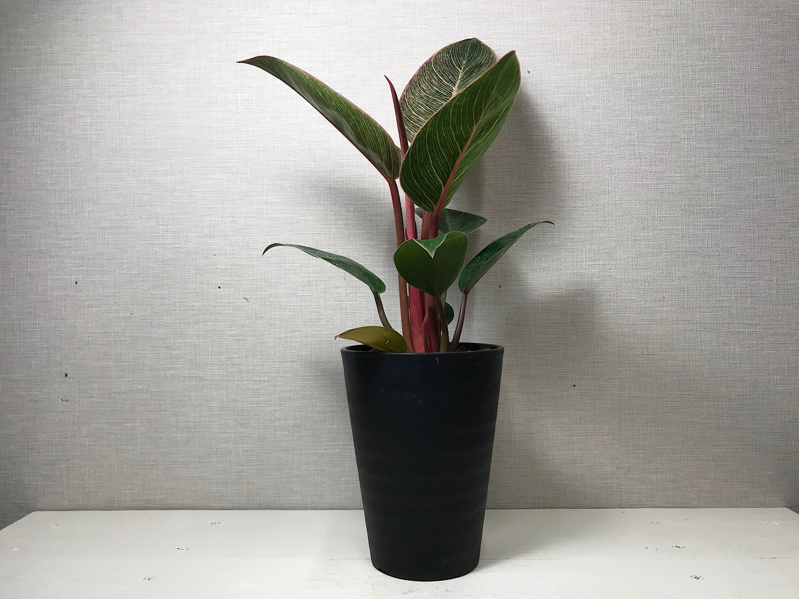 フィロデンドロン ピンクバーキン