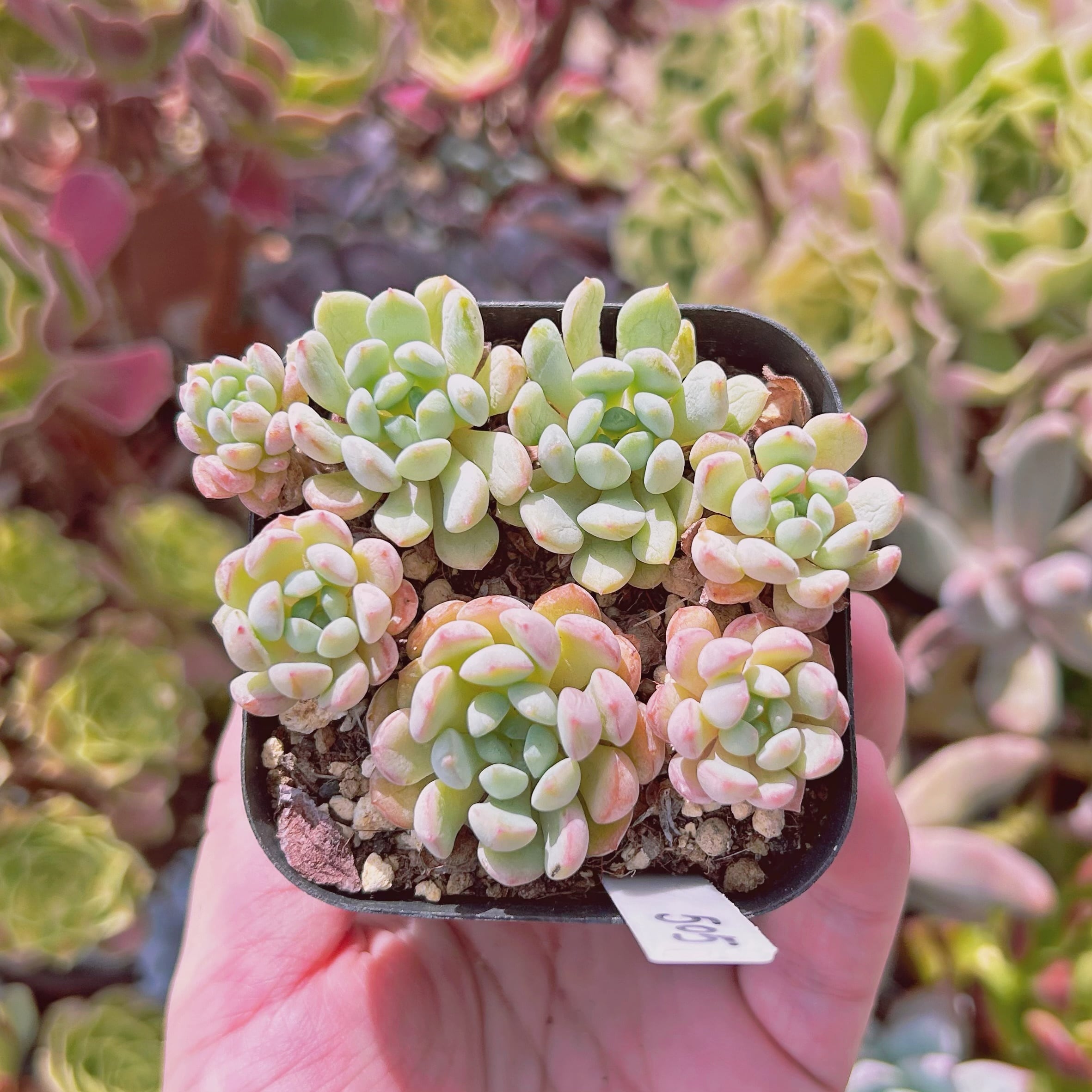 #505現物　多肉植物　萌豆　抜き苗