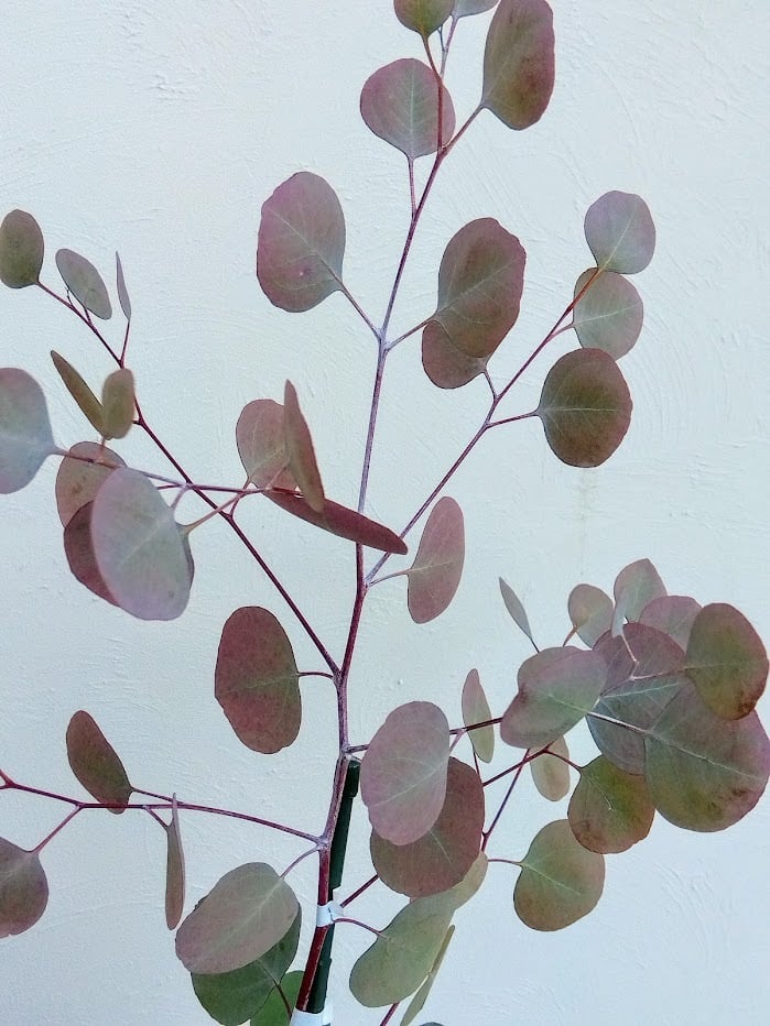 ユーカリポポラス | greencompany