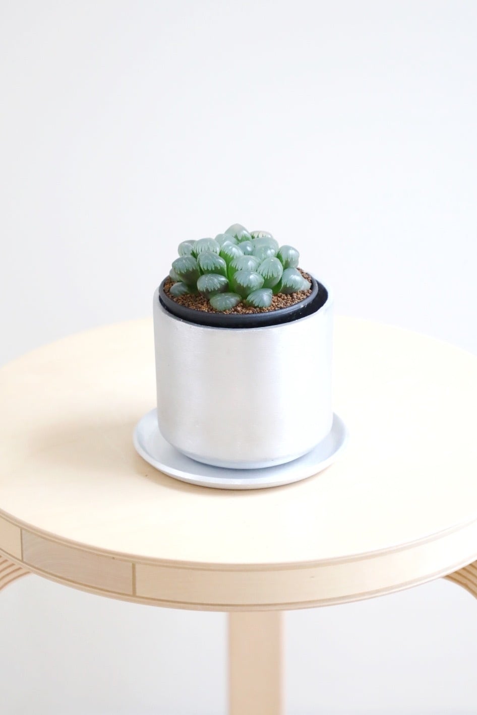 S】ハオルチア 実生 李紫/Haworthia | 【厳選植物・器】MIDORI DOUMEI