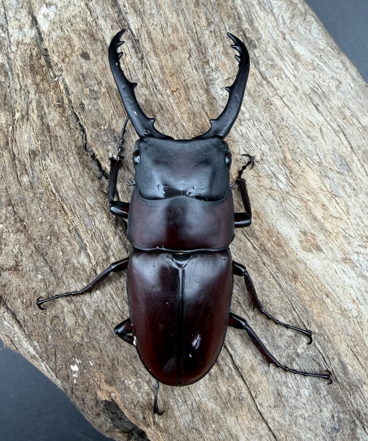 【WD】《ドルサリスノコギリ亜種hiromii ペレン島産 58mm ペア》