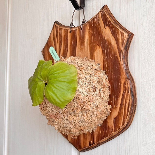 ビカクシダ リドレイ 板付 【観葉植物 室内 コウモリラン】