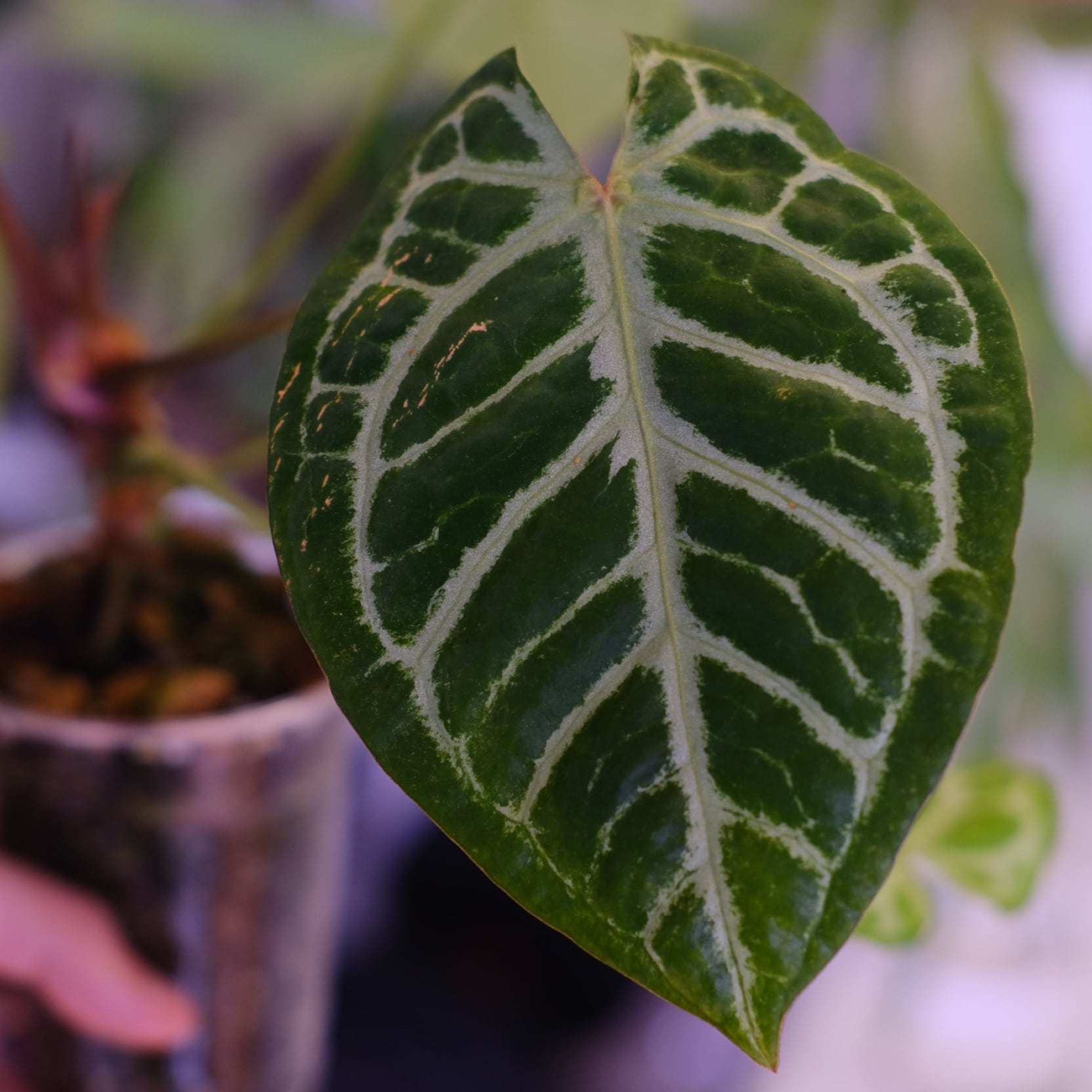 Red Crystallinum × Silver Blush│アンスリウム・レッド クリスタ