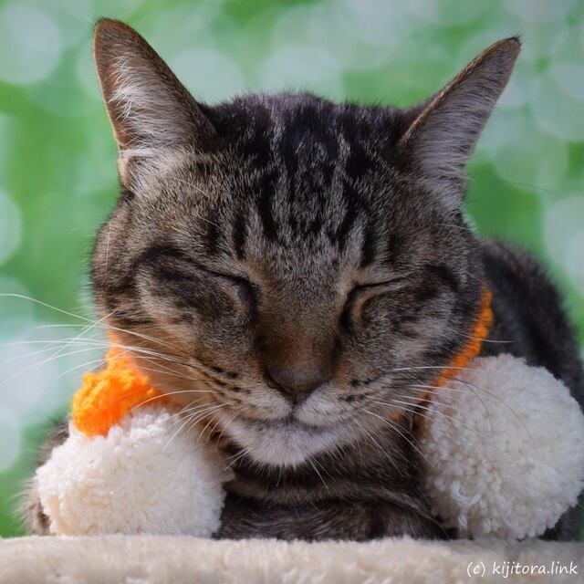 猫専用マフラー：みゃふら～（手編み：オレンジ色＆白色ボンボン