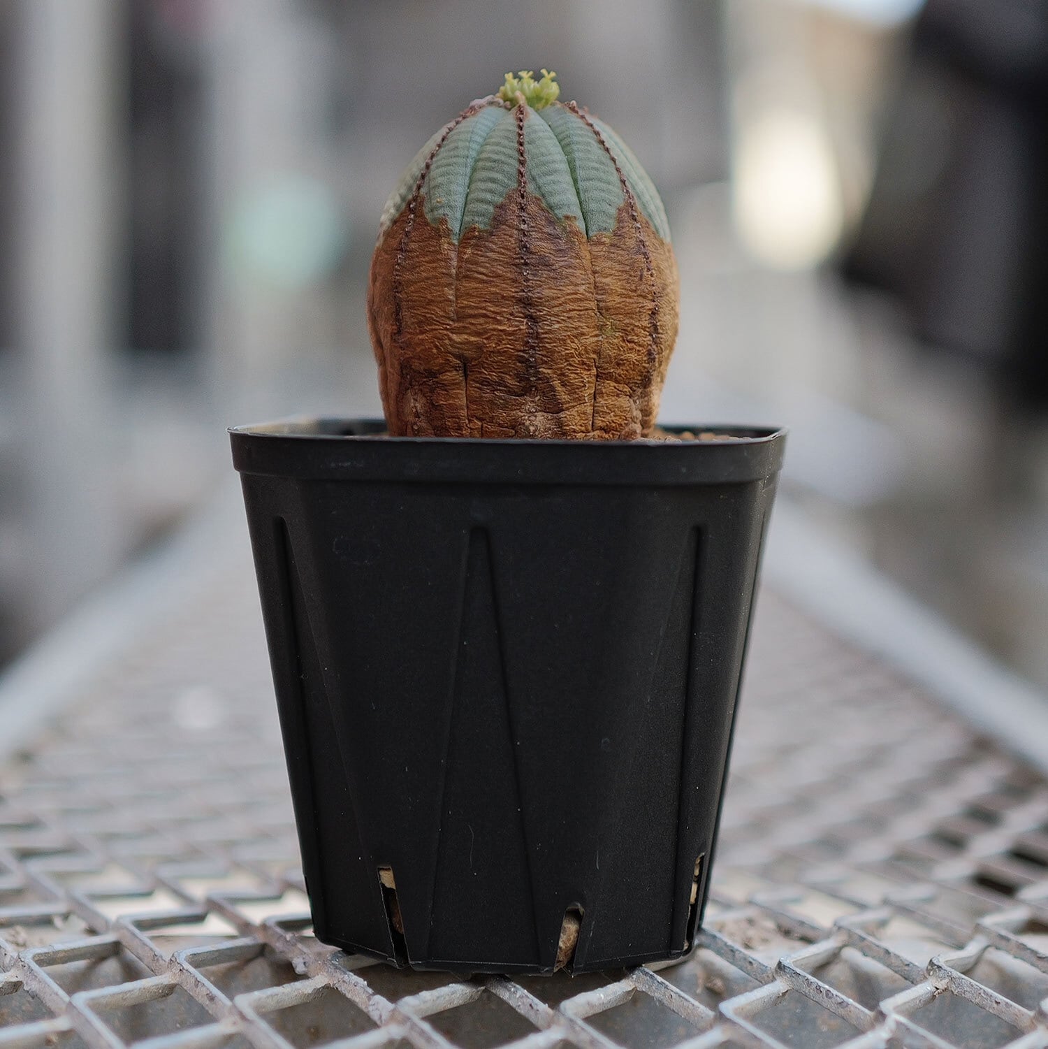 多頭オベサ 美模様 ユーフォルビア（検索）オールド 木質 多頭 ラギット 多頭オベサ 美模様 ユーフォルビア（検索）オールド 木質 多頭 ラギット