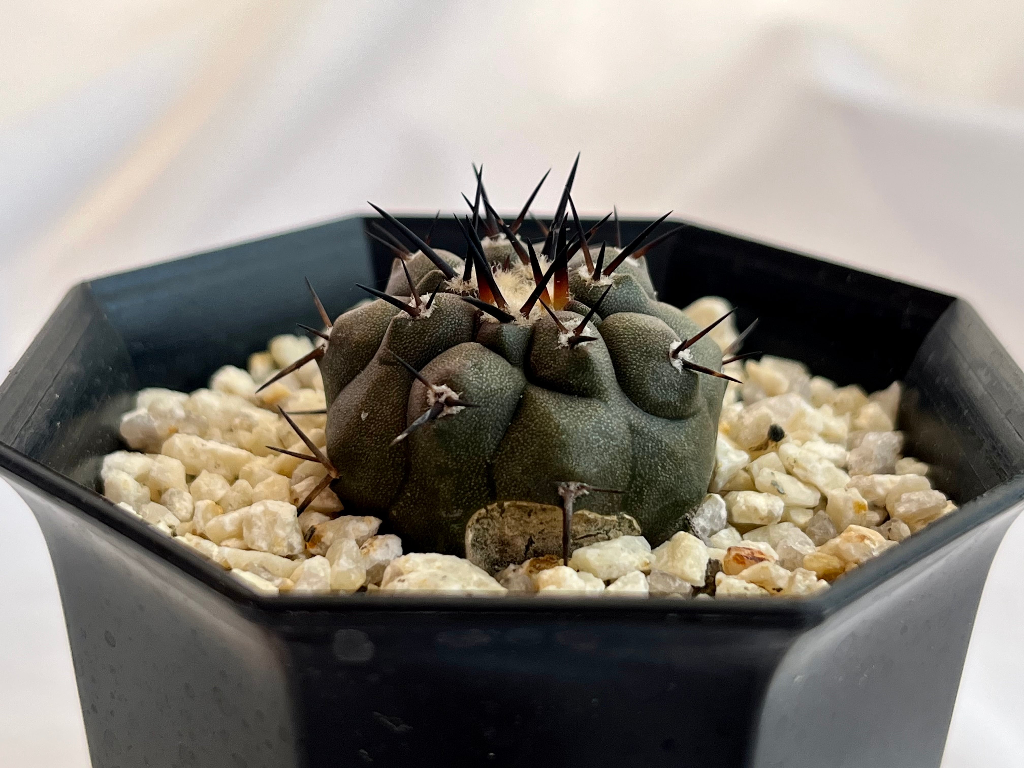 Copiapoa cinerea コピアポア シネレア 黒王丸 サボテン | plants MARU