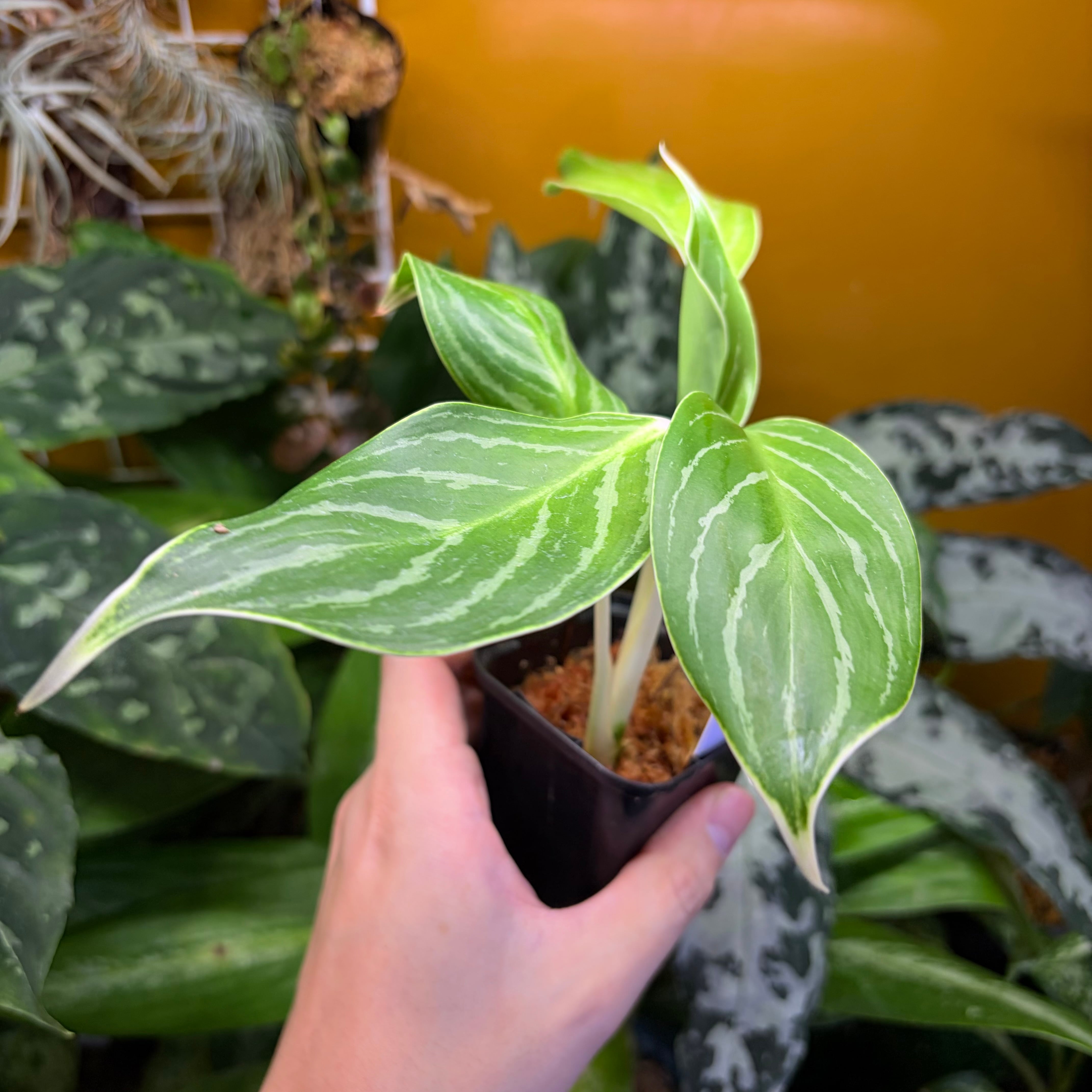 Aglaonema nitidum 'White Stem' Phatthalung 【ZOE0626-03t