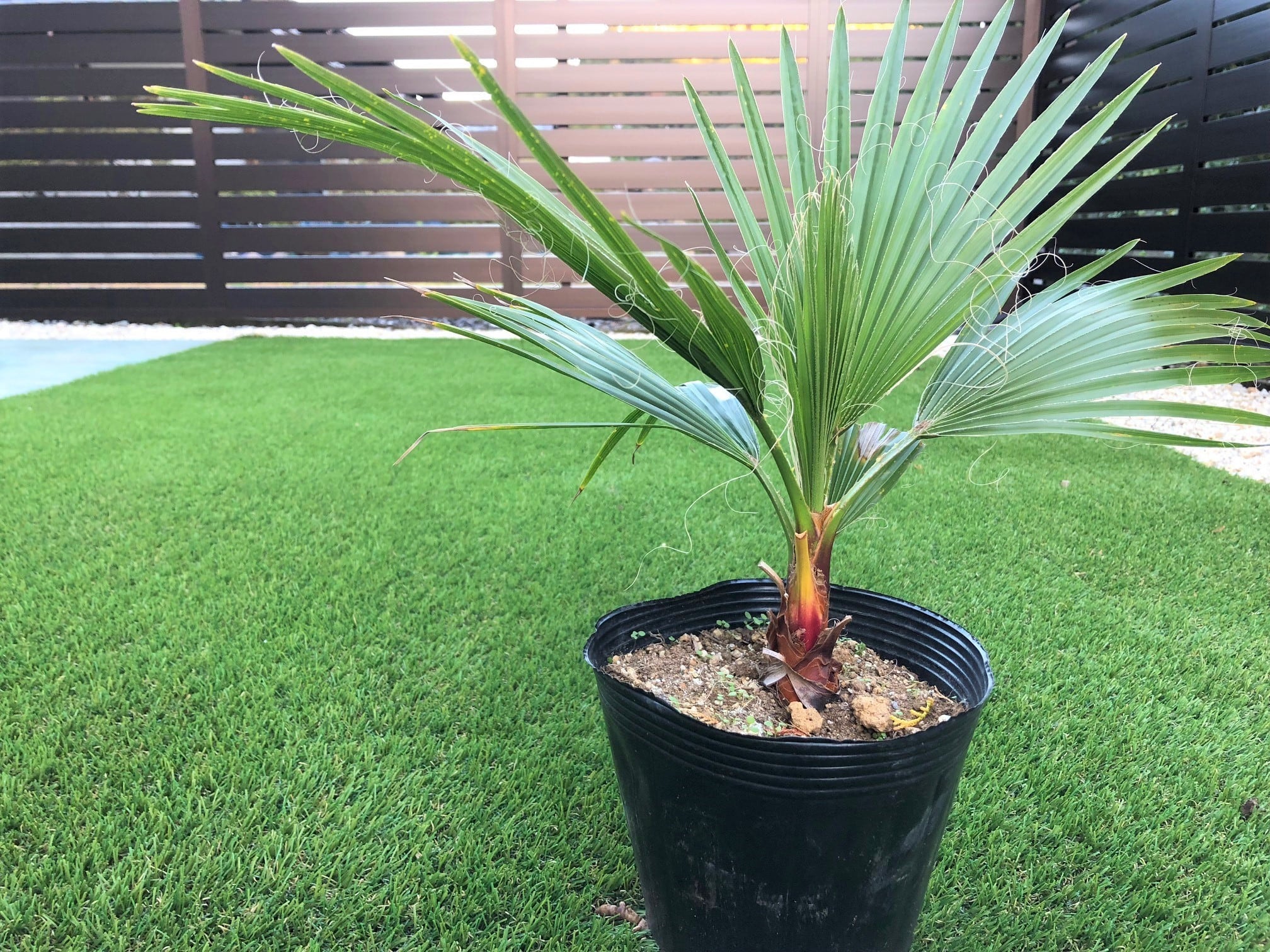 Washingtonia filifela ワシントンヤシ | plants MARU ーサボテン