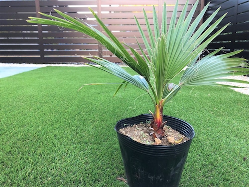 Washingtonia filifela ワシントンヤシ