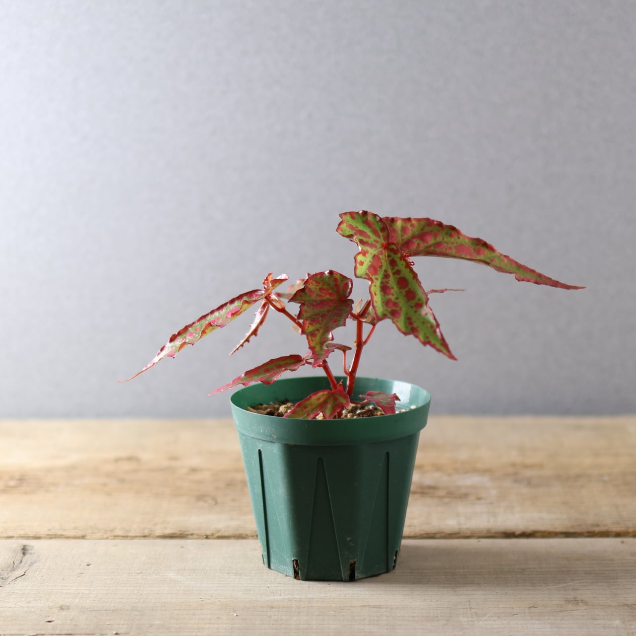 392 斑点と個性が踊る、唯一無二のハイブリッドベゴニア