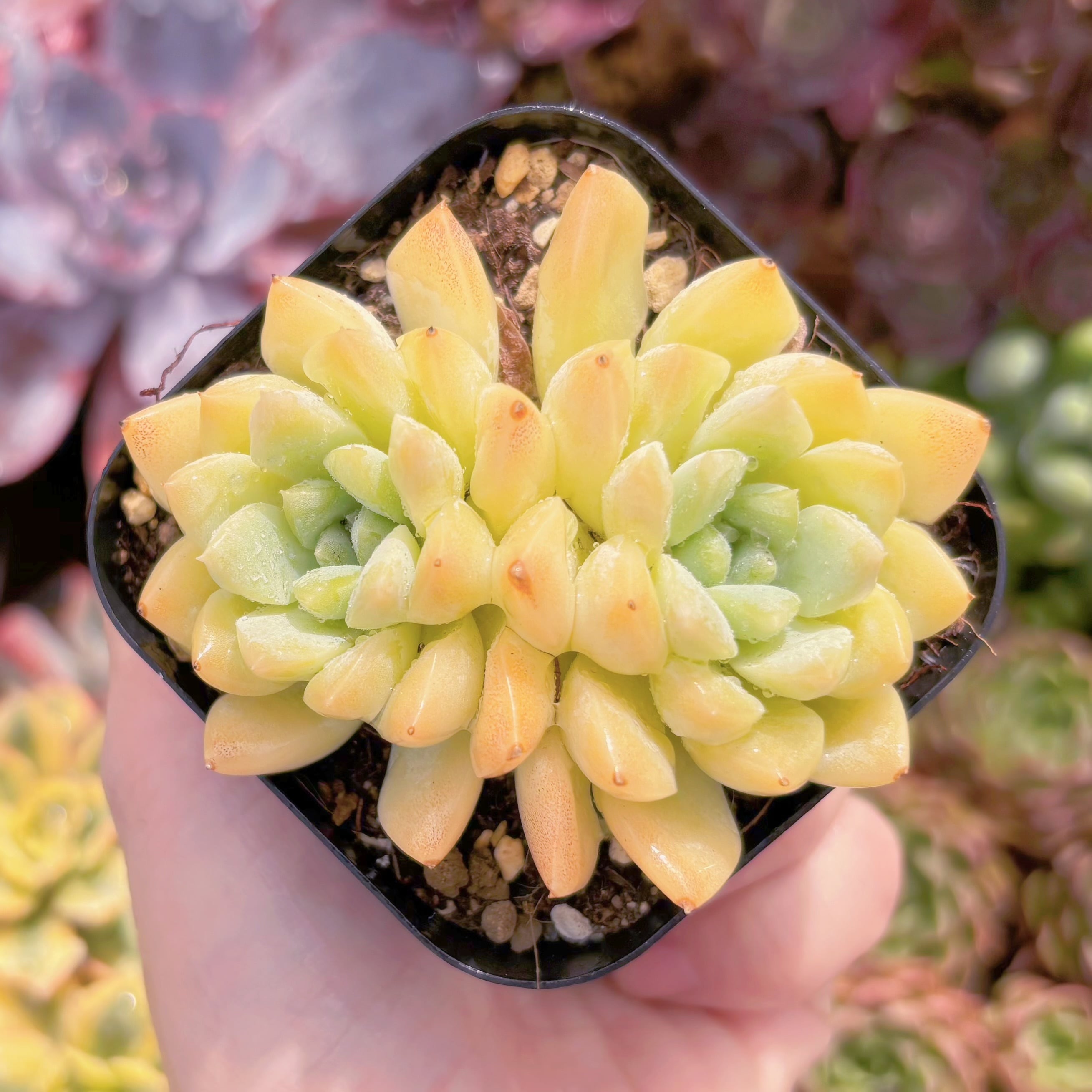 現品　ピンクブルーズ#D07　るる農園