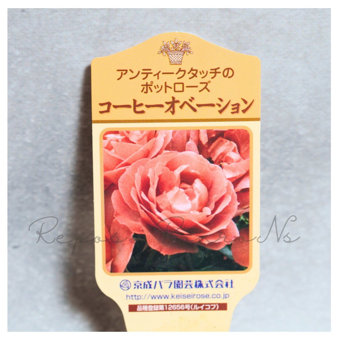 母の日ギフト】ミニバラ：コーヒーオベーション（5号鉢）微芳香性