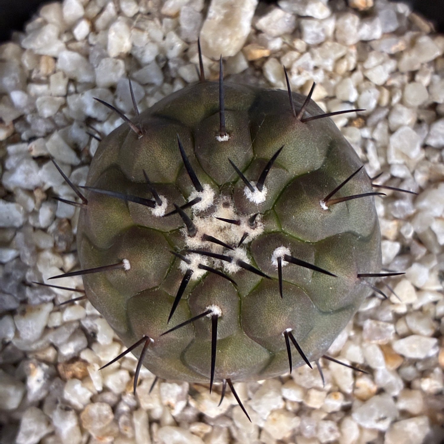 Copiapoa】サボテン コピアポア 黒王丸実生【928】 | PROTOLEAF プロト