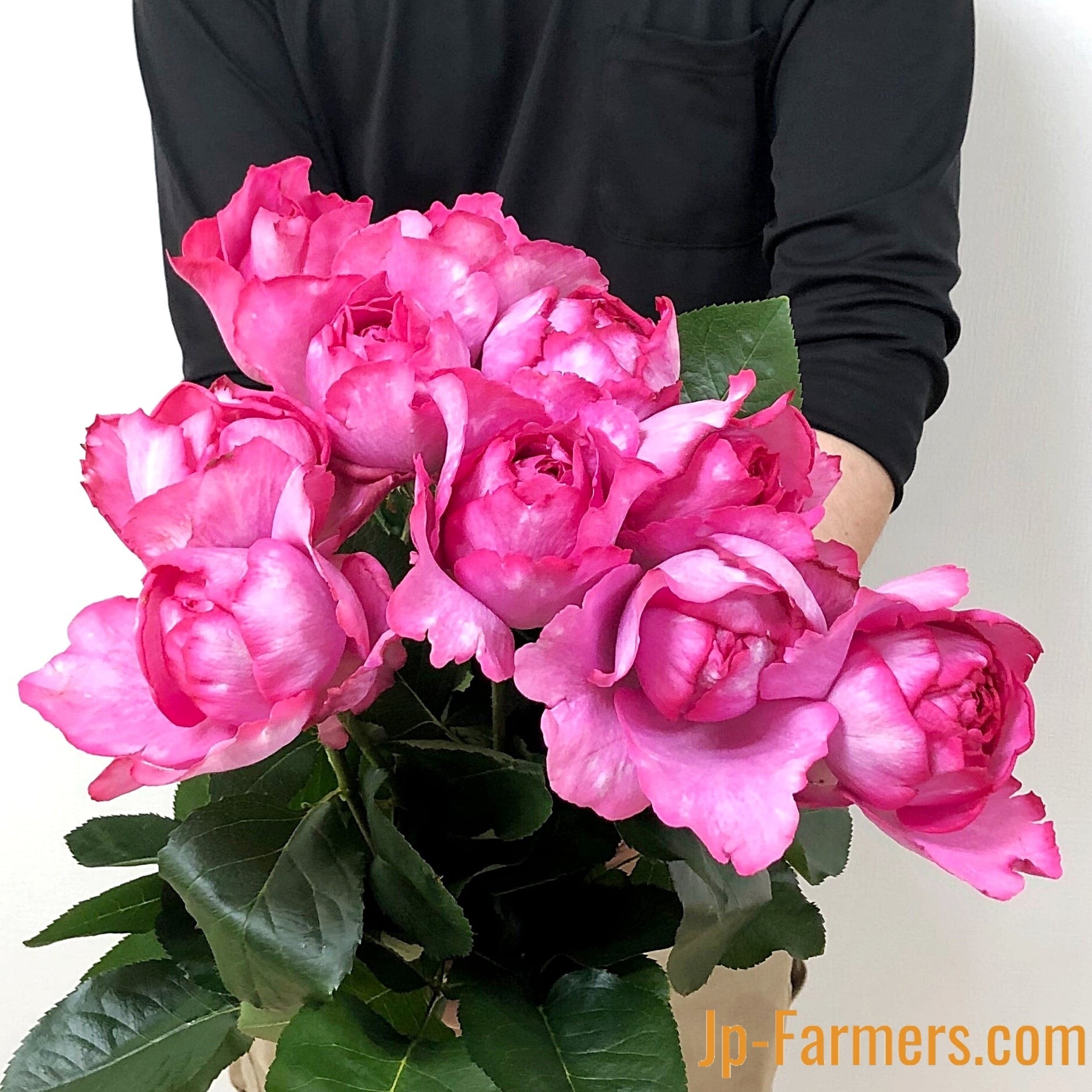 紫バラ ライラッククラシック 10本 | 新鮮お花問屋 Jp-Farmers.com