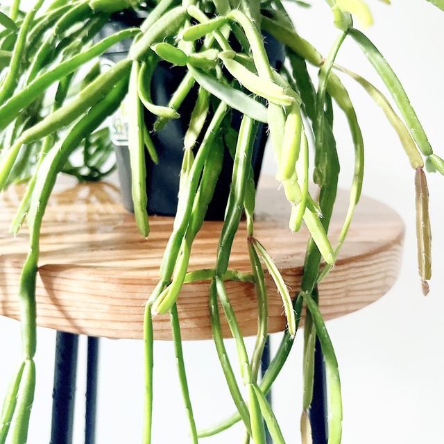 育てやすい リプサリス ミクランサ 森林サボテン calm cafe