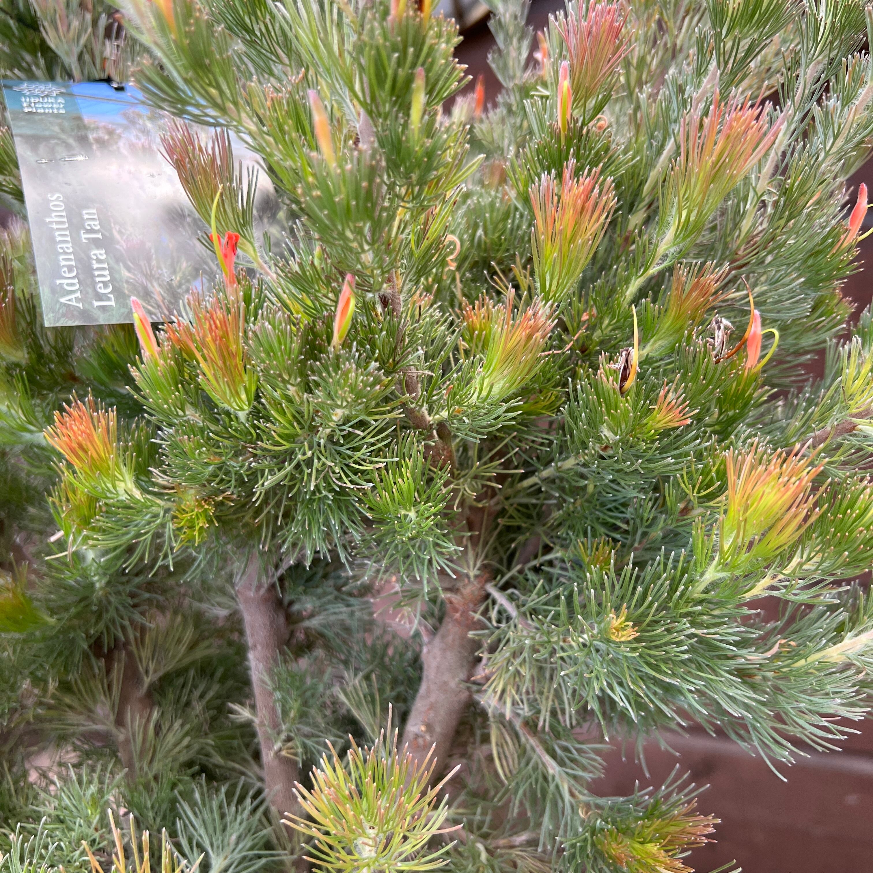 アデナンサス ルーラタン | 沼ノ上農園