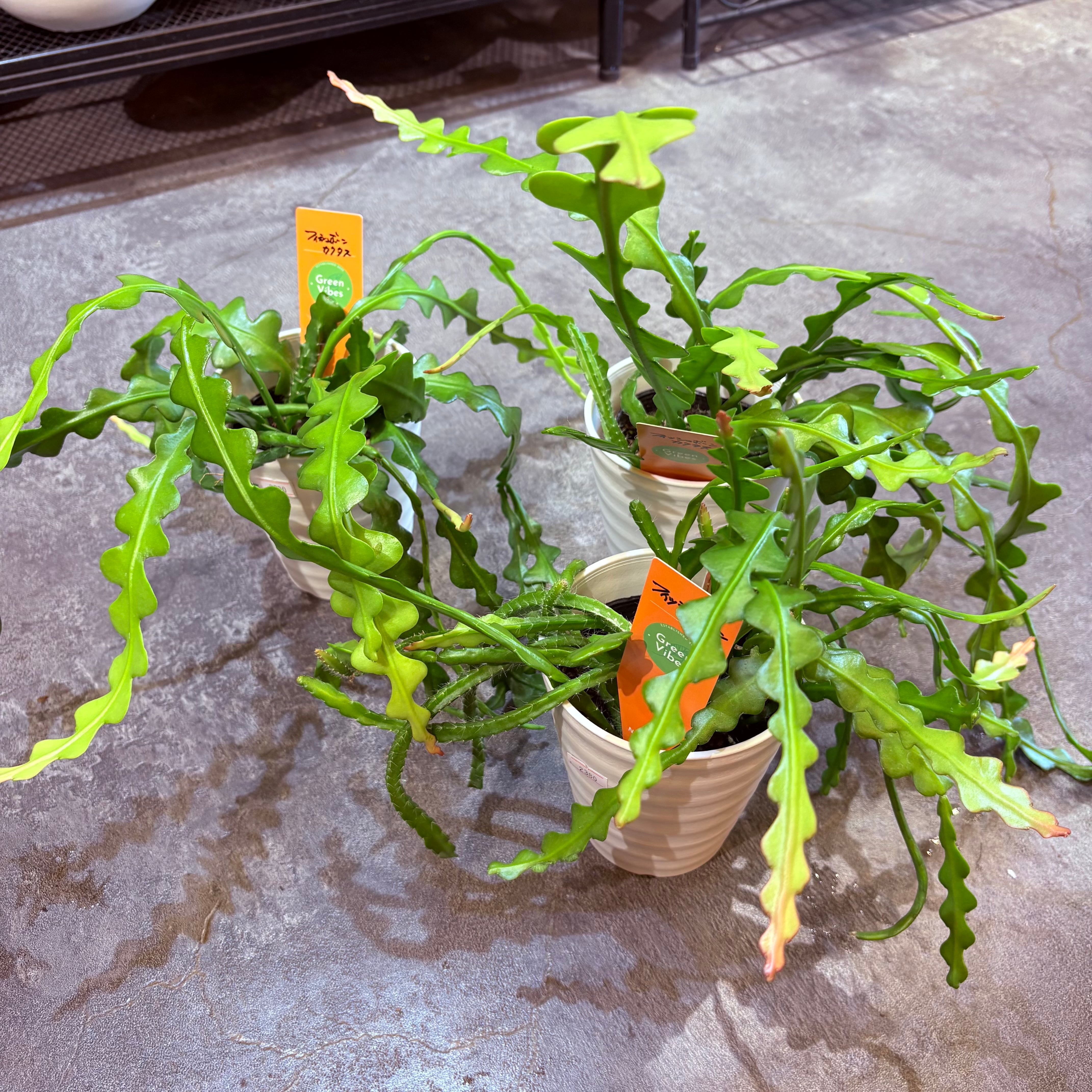 アグラオネマ カーティシー 3.5号 | Green Vibes 宇都宮市の観葉植物専門店