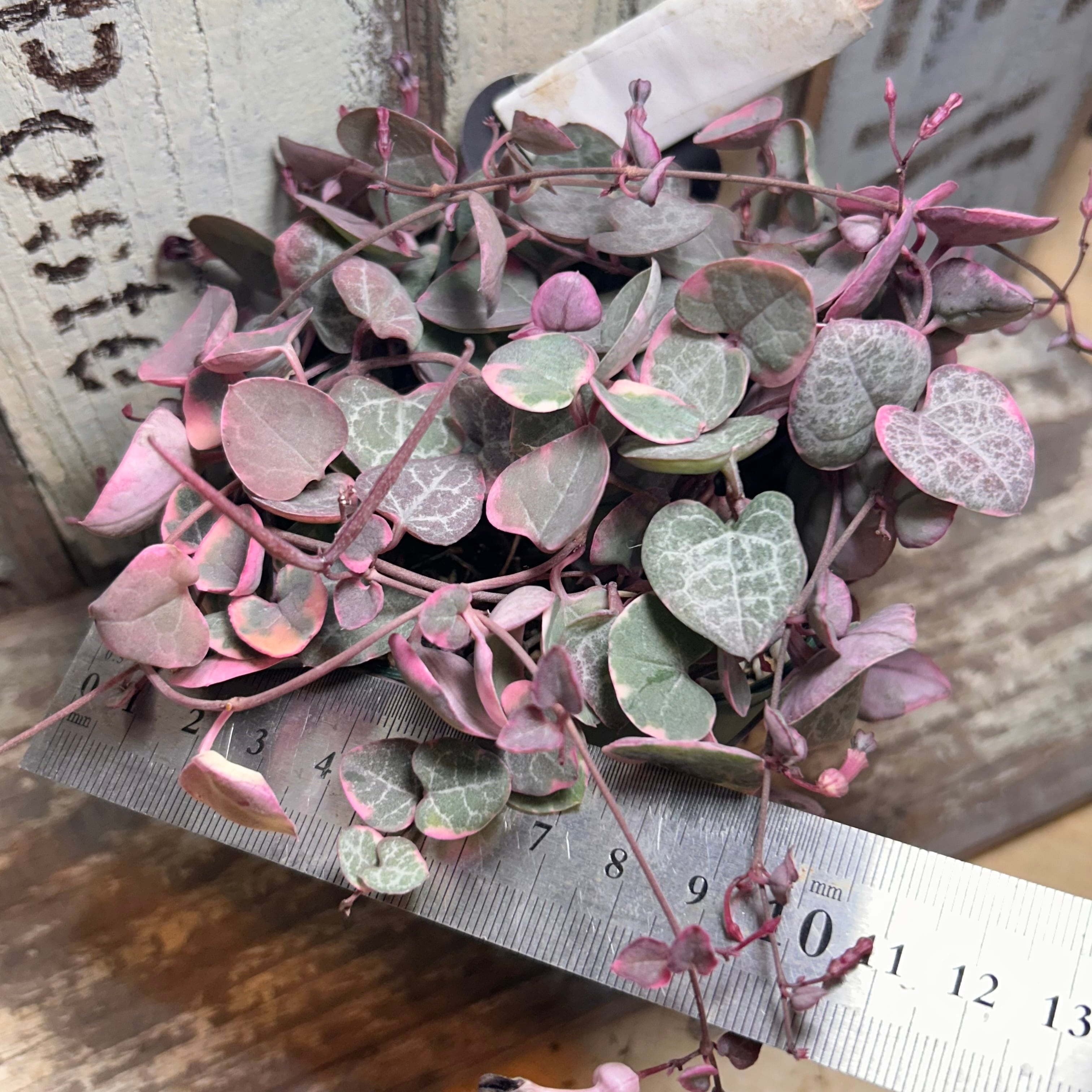 レディハート(斑入りハートカズラ) | RuPo 多肉植物専門店