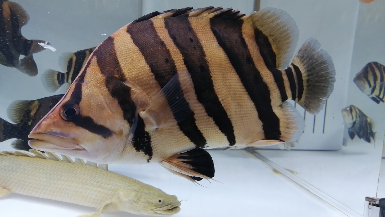 ダトニオプラスワン ダトニオプラスワン② ±38㎝ | アロワナ等の大型魚・熱帯魚の