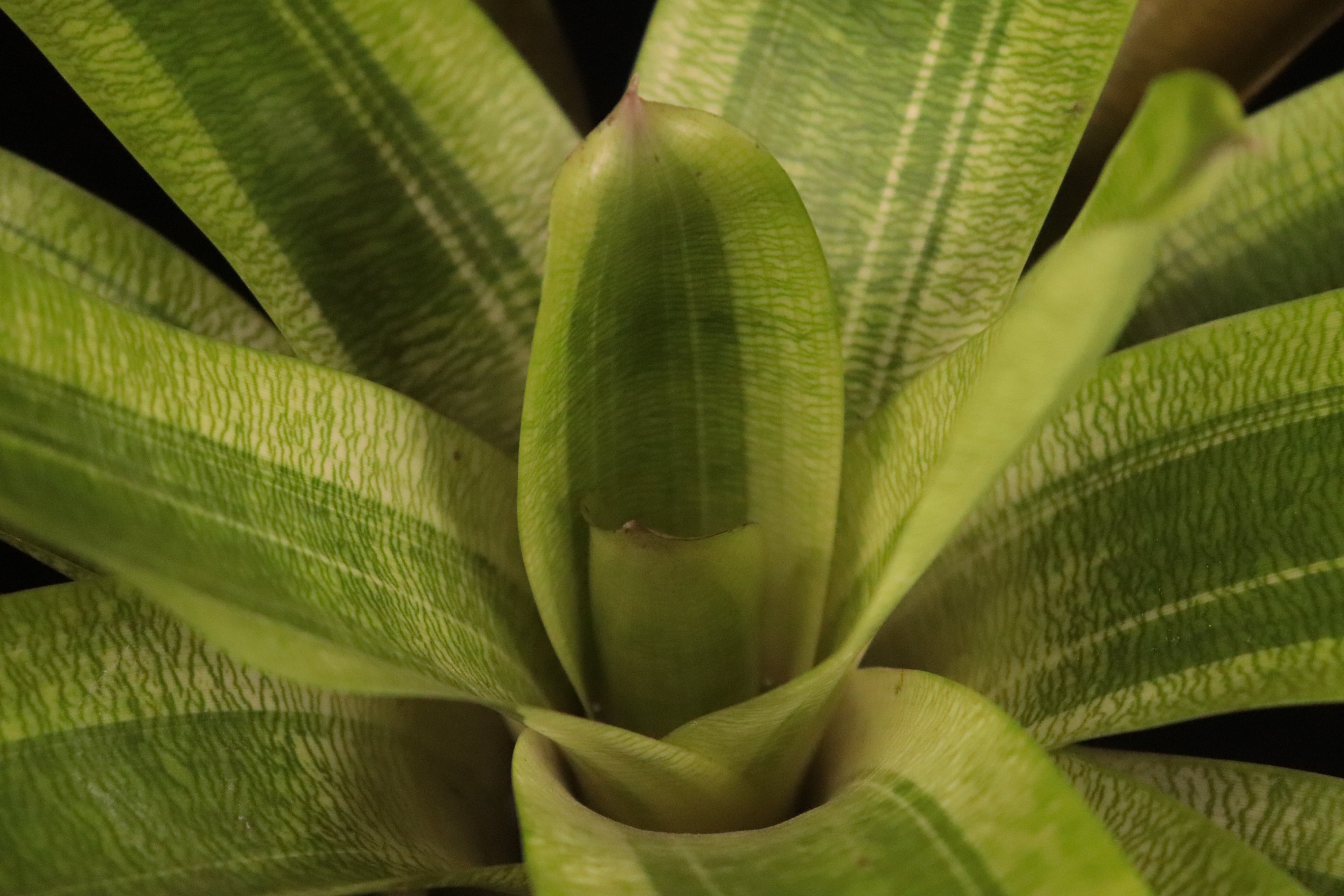 送料無料】Vriesea 'Margarita'〔フリーセア〕現品発送V0089 | plane