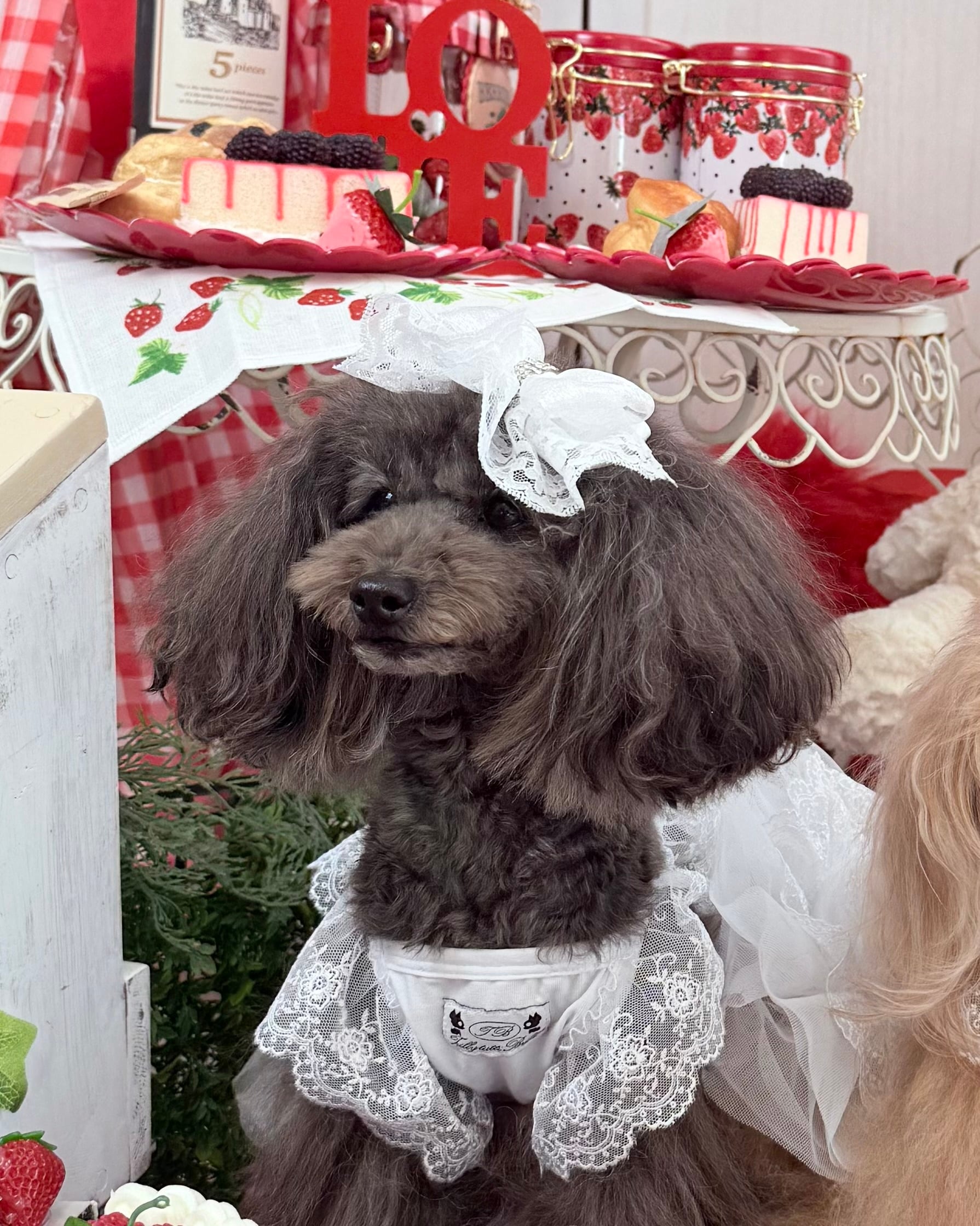 Trilly tutti Brilli | 犬の生活オンラインブティック